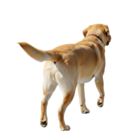 A golden labrador retriever walking away isolated on transparent background shows its muscular build and wagging tail png