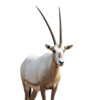 A majestic oryx stands tall, isolated on transparent background, showcasing its impressive horns and pristine white coat in a captivating portrait png