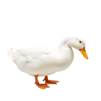 A pristine white duck stands gracefully, isolated on transparent background, its orange beak and feet adding a touch of vibrant color png