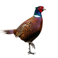 A vibrant pheasant stands gracefully on one leg, isolated on transparent background, showcasing its colorful plumage and elegant demeanor png