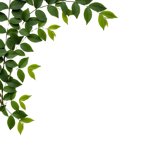 Lush Green Branch with Vibrant Leaves Corner Design Element isolated on a transparent background png
