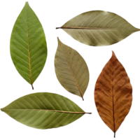 A colorful collection of autumn leaves in various stages of decay isolated on transparent background png