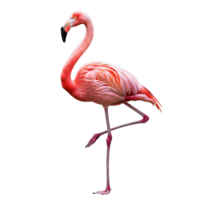 A vibrant flamingo stands gracefully on one leg, isolated on transparent background png