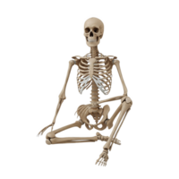 Anatomical skeleton in a squatting position, isolated on transparent background png