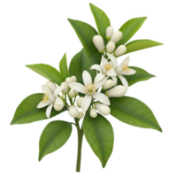 Delicate orange blossoms and buds, isolated on transparent background, with vibrant green leaves png
