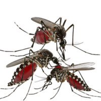 A cluster of engorged mosquitoes, their abdomens swollen with blood, isolated on transparent background png
