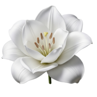 A pristine white lily, its petals unfurling to reveal a golden heart, isolated on transparent background png
