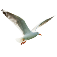 Seagull flying with wings spread isolated on transparent background png