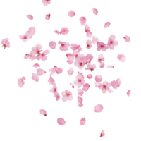 Pink Cherry Blossoms and Petals Falling Isolated on a transparent background image png