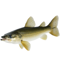 Freshwater fish swimming gracefully in clear water during daylight hours in a serene aquatic habitat png