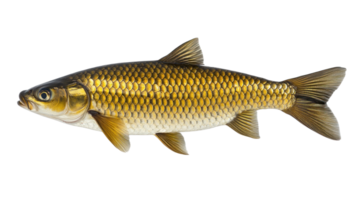 Realistic depiction of a golden carp isolated on a white background png
