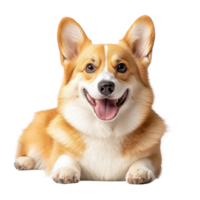 Happy corgi lying on a white background, showcasing its playful personality and adorable features png