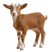 Cute young goat standing isolated with a joyful expression in a playful pose png
