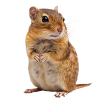 Curious small rodent stands upright with a friendly expression in a clean, isolated setting png