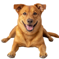 Happy brown dog lying down with a cheerful expression in an isolated setting png