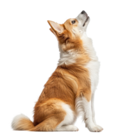 Corgi seated and looking upwards in an isolated background png