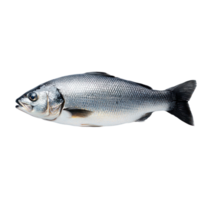 Freshly caught fish ready for preparation in a kitchen setting png