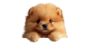 Cute fluffy pomeranian puppy with bright expressive eyes isolated on white background png