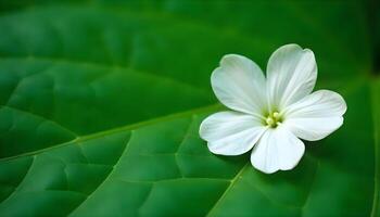 A single white flower is on top of a green leaf photo