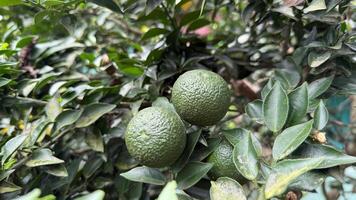 Several unripe green citrus fruits are growing among leaves on a small citrus tree photo