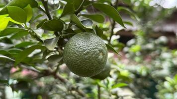 Unripe green citrus fruit hangs among vibrant leaves in a garden setting naturally photo