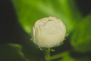 A macro image of a tiny layered jasmine bud showing delicate petal details and natural textures. Soft-focus green leaves in the background add a fresh, serene touch. photo
