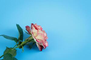 Close-up of roses laying on a blue tabletop photo