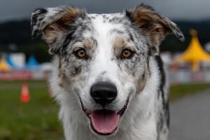 Border collie runs through agility course photo