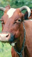 Close-up of a cow chewing grass. A brown cow is looking at the camera and eating green grass. video