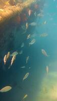 underwater world of the ocean. Tropical fish swim in shallow water. Amazing sea world. Slow motion video