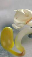 A researcher holds a soybean seedling in a laboratory with tweezers and examines soybean growth. video