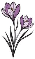 Two purple crocus flowers with black outlines bloom vector