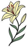 Pale yellow lily with green leaves and buds flower vector