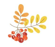 Autumn leaves, berries. Autumn, rowan branch. Botanical illustration of nature. Leaf fall. White isolated background. vector