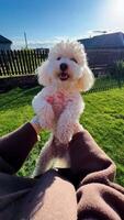 First-person view. white puppy being gently lifted by loving owner amid lush green garden lawn under bright sunlight, capturing tender moment of pet care and companionship. Spinning small white dog video