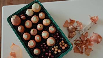 topp se av lök och schalottenlök lökar av olika storlekar, anordnad i utsäde bricka, beredd för plantering, vid sidan av lök skalar och kniv på vit tabell. platt lägga av flerskiktad lök och schalottenlök lökar video