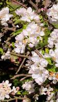 Vertical screen. slow motion capturing honeybees gathering nectar while pollinating delicate white and pink apple tree blossoms during vibrant spring season. Honeybees gathering nectar from pink apple video