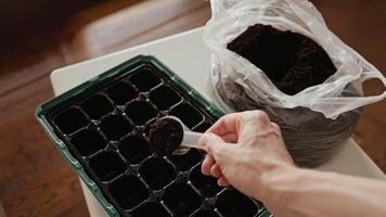First person view. man gardener carefully filling seedling tray with nutrient rich potting mix, using plastic spoon for precise seed placement during home gardening preparation. Home gardening video