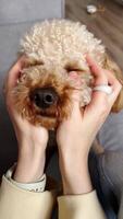 First-person view. poodle receiving tender face caressing from caring pet owner, capturing intimate bonding moment with gentle hand movement in soft sequence highlighting deep emotional connection video