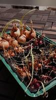 Vertical. decaying onion and shallot bulbs nestled in seed tray, resting on tiled outdoor and sprouting pale green shoots, showing early signs of deterioration and neglect during vegetable cultivation video