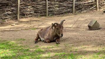 A tranquil and serene goat is resting peacefully on the ground in its cozy rustic enclosure, enjoying nature photo