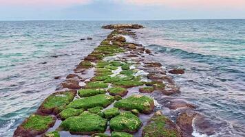 A stunning and beautiful view of a mosscovered jetty leading into the serene, vast ocean during a picturesque sunset photo