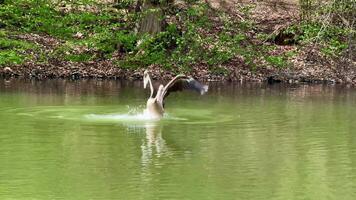 A playful pelican splashes joyfully in a serene, tranquil lake, showcasing the stunning beauty of nature and wildlife photo