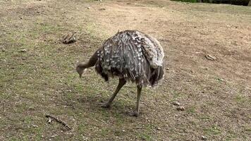 An emu gently pecks at the ground, showcasing its natural behavior in a beautifully peaceful and serene surrounding photo