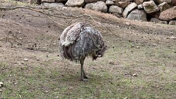 A beautiful bird exploring its environment, showcasing vibrant feathers and curiosity as it navigates photo