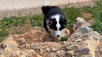 A playful Border Collie, full of energy, eagerly explores the rocky ground in a stunningly beautiful outdoor setting photo