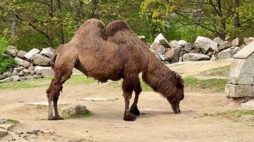 A Bactrian camel gracefully bends down to graze amidst a serene and picturesque setting, surrounded by lush greenery photo