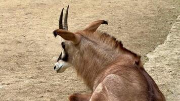 An elegant antelope peacefully rests serenely in a sandy environment, showcasing its majestic, impressive horns photo
