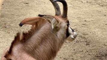An antelope beautifully showcases its impressive horns and its graceful posture in a calm and serene environment photo