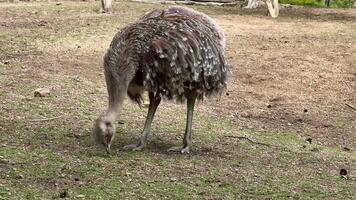 A calm ostrich forages on the ground, highlighting its unique and colorful feathers in a serene setting photo